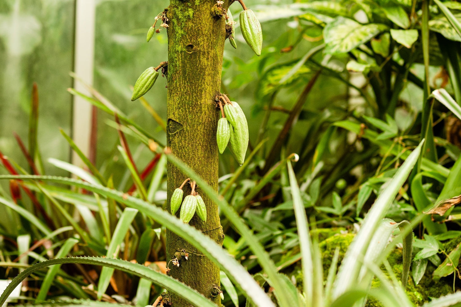 Nachhaltiger Genuss: Was macht hochwertigen Bio-Kaffee aus?
