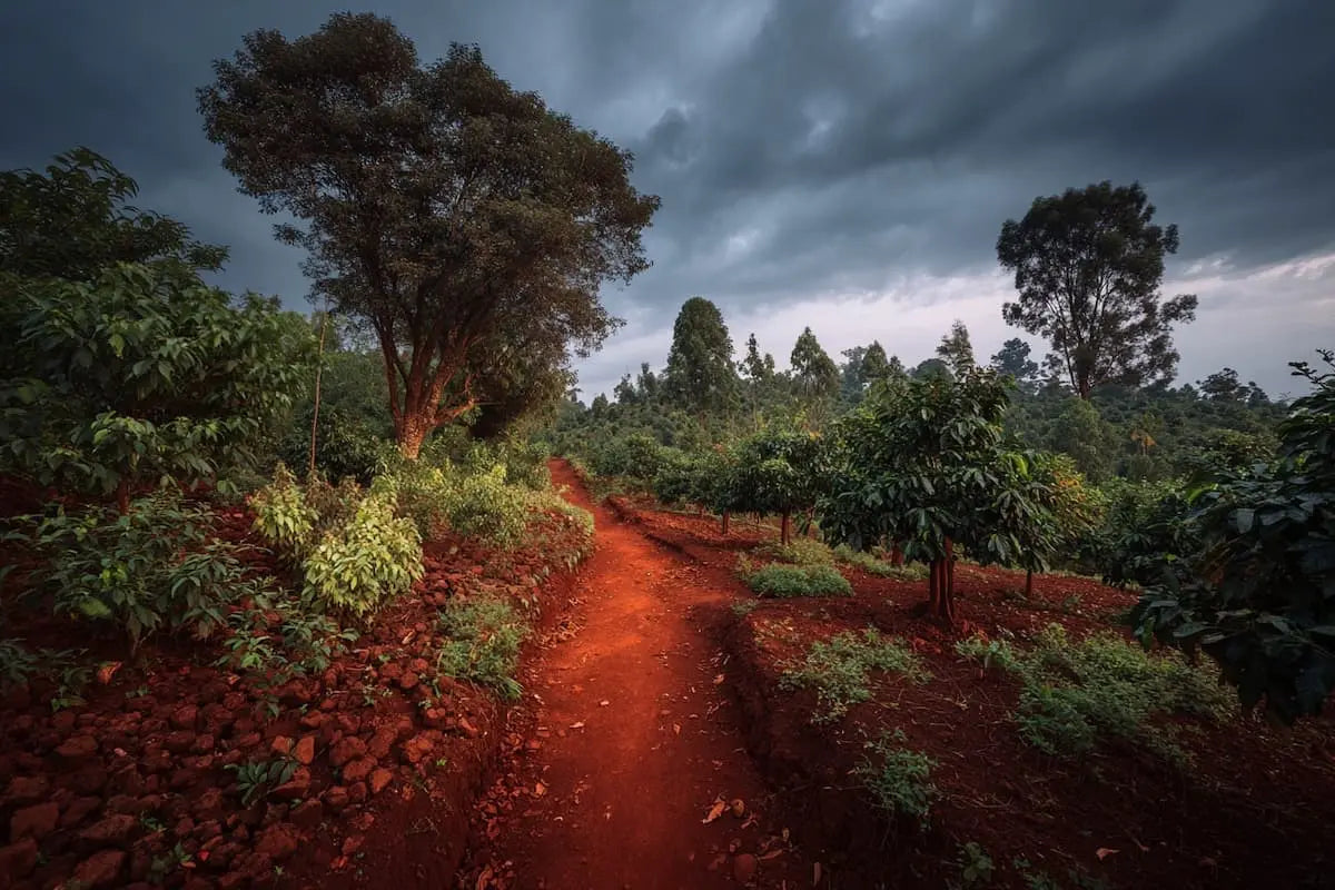 Der Geschmack der Erde: Warum Terroir bei Specialty Coffee so viel ausmacht